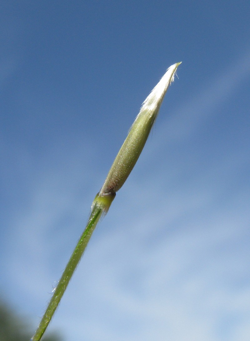 Uruguayan Needlegrass photo 4