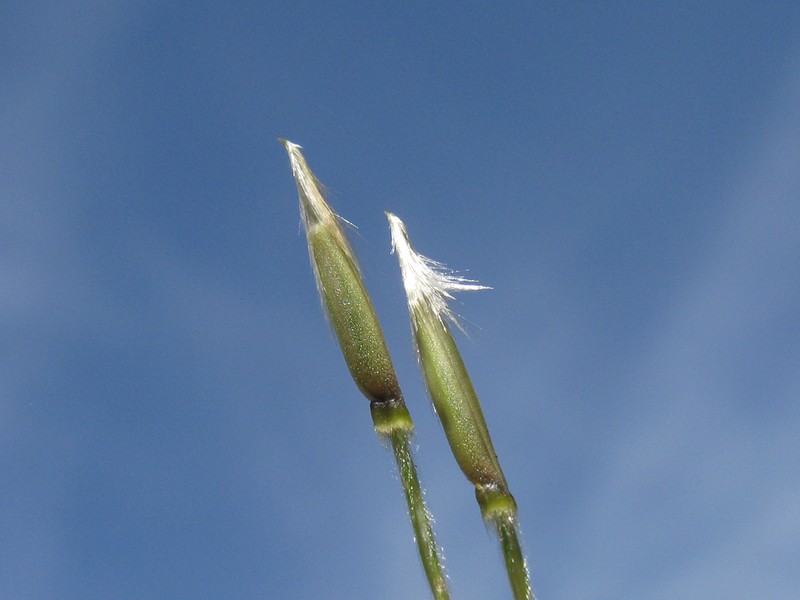 Uruguayan Needlegrass photo 2