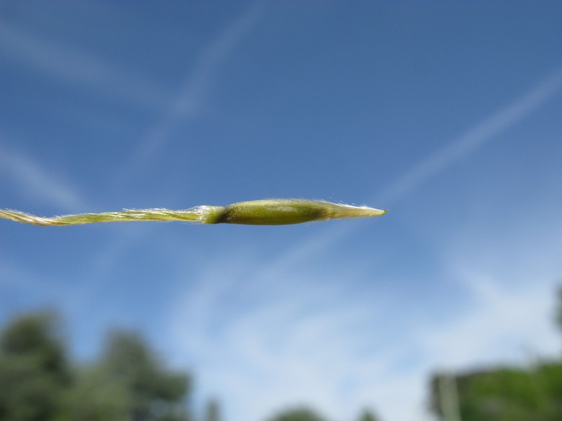 Uruguayan Needlegrass photo 3