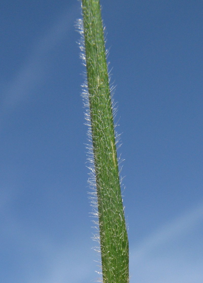 Uruguayan Needlegrass photo 5