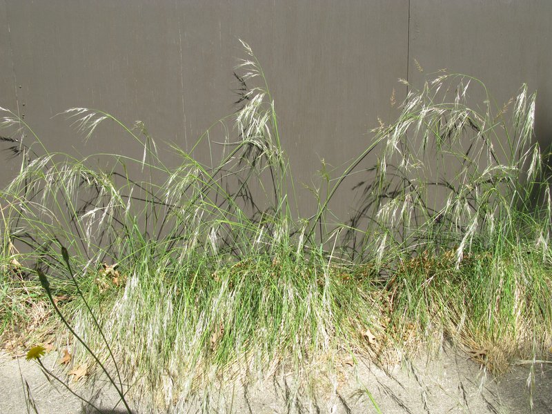 Uruguayan Needlegrass photo 6