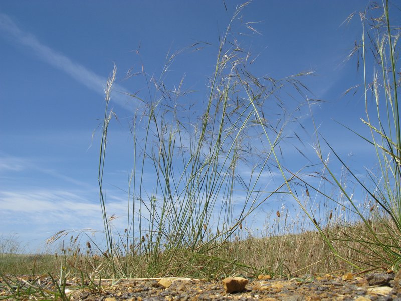 Uruguayan Needlegrass photo 7