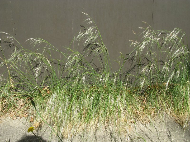 Uruguayan Needlegrass photo 8