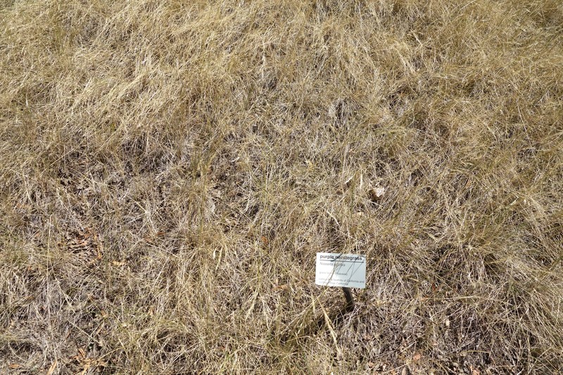 Purple Needlegrass photo 2