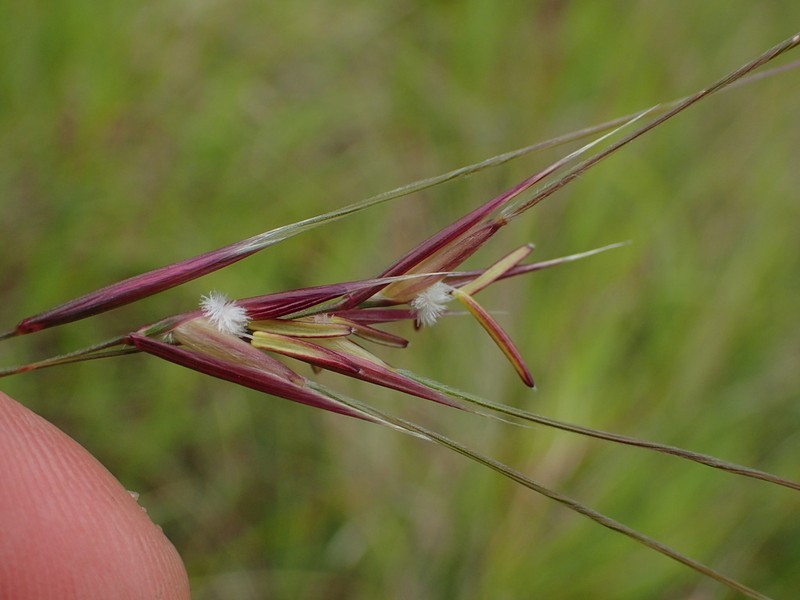 Purple Needlegrass photo 2