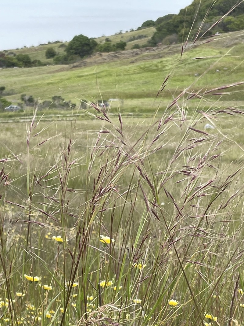 Purple Needlegrass photo 3