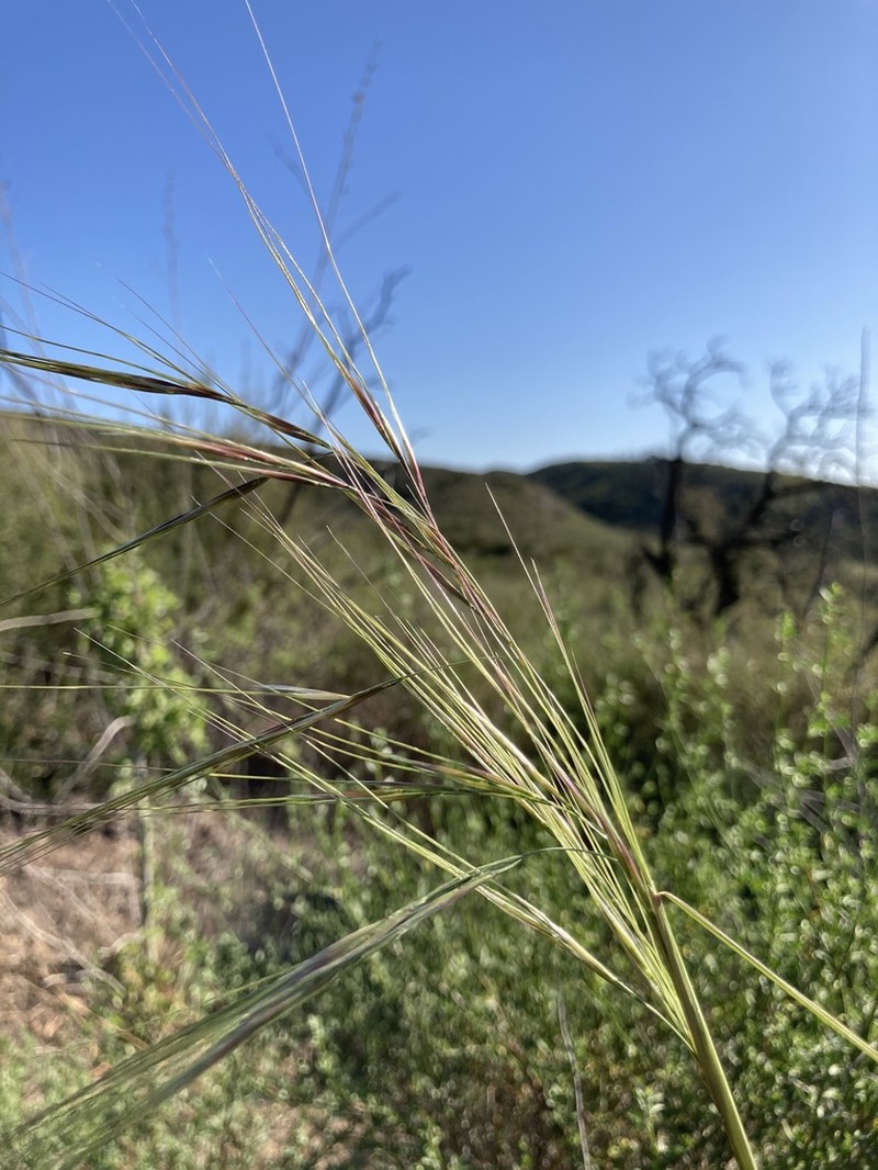 Purple Needlegrass photo 4