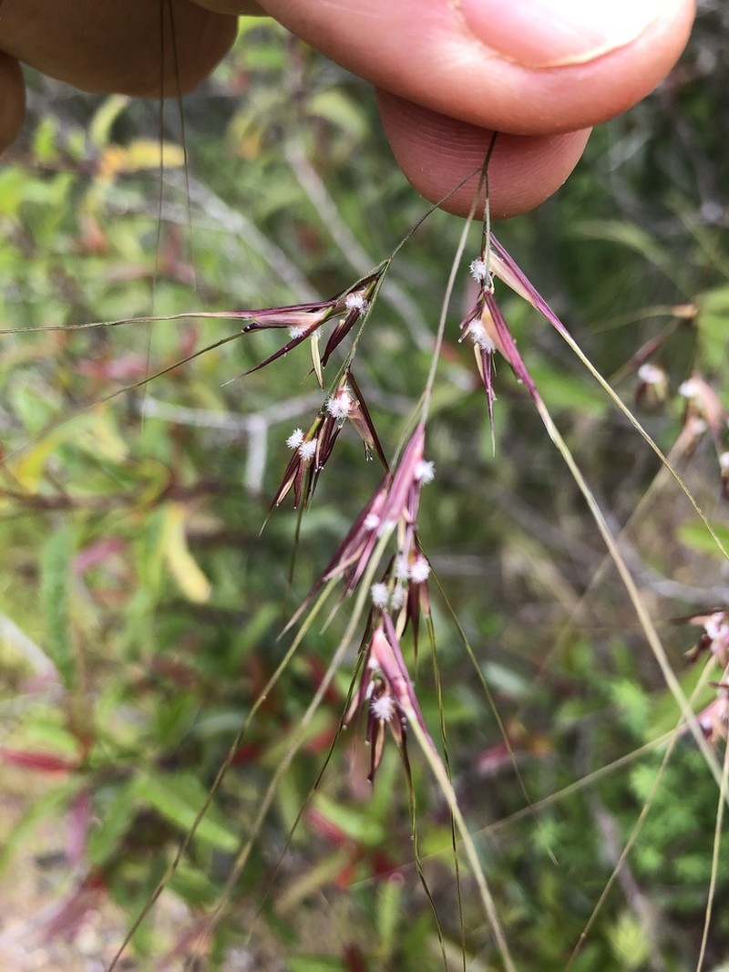 Purple Needlegrass photo 5