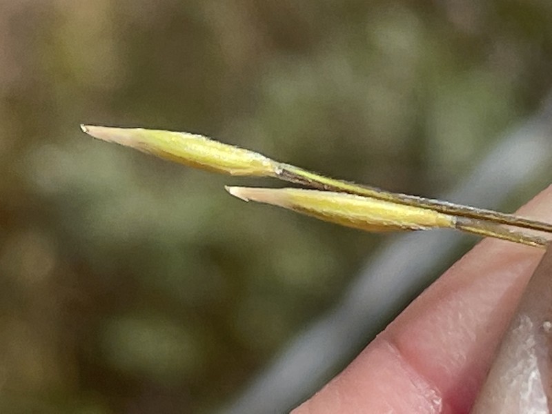 Purple Needlegrass photo 6
