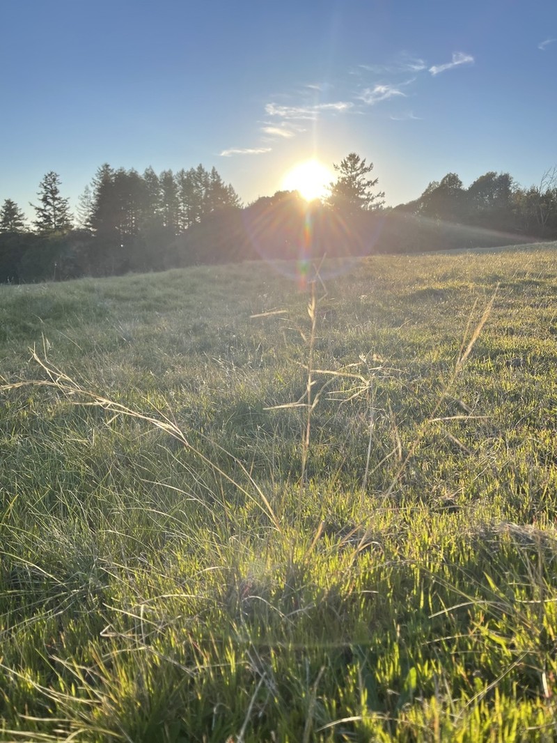 Purple Needlegrass photo 7