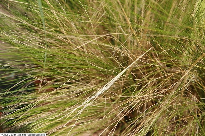 Finestem Needlegrass photo 5