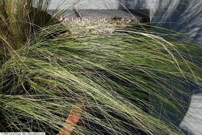 Finestem Needlegrass photo 6