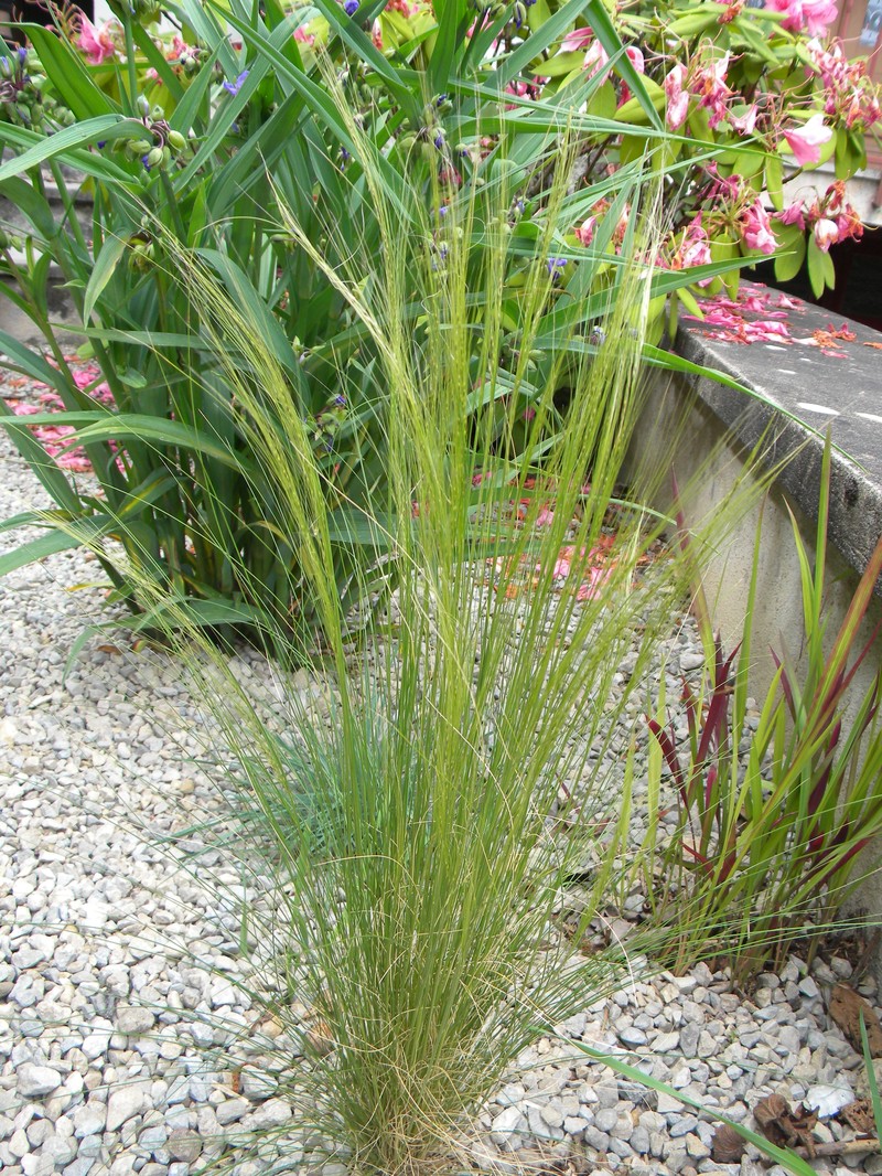 Finestem Needlegrass photo 2