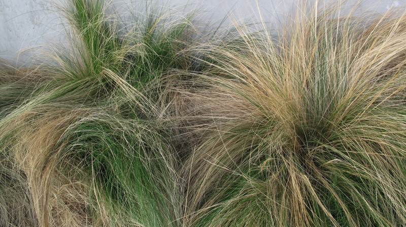 Finestem Needlegrass photo 3