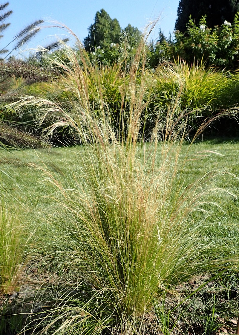 Finestem Needlegrass photo 4