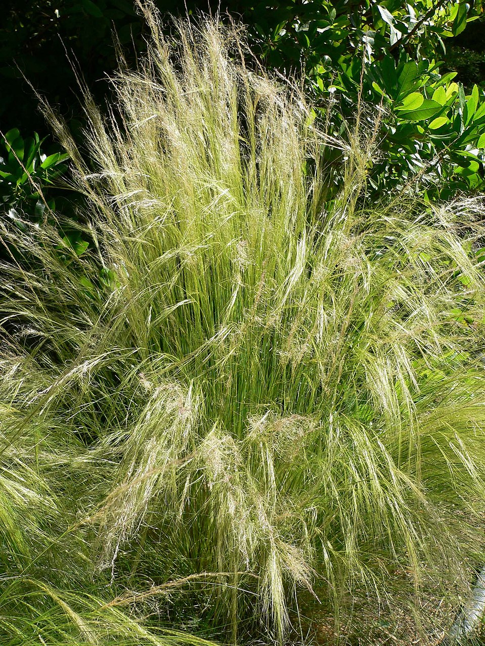 Finestem Needlegrass