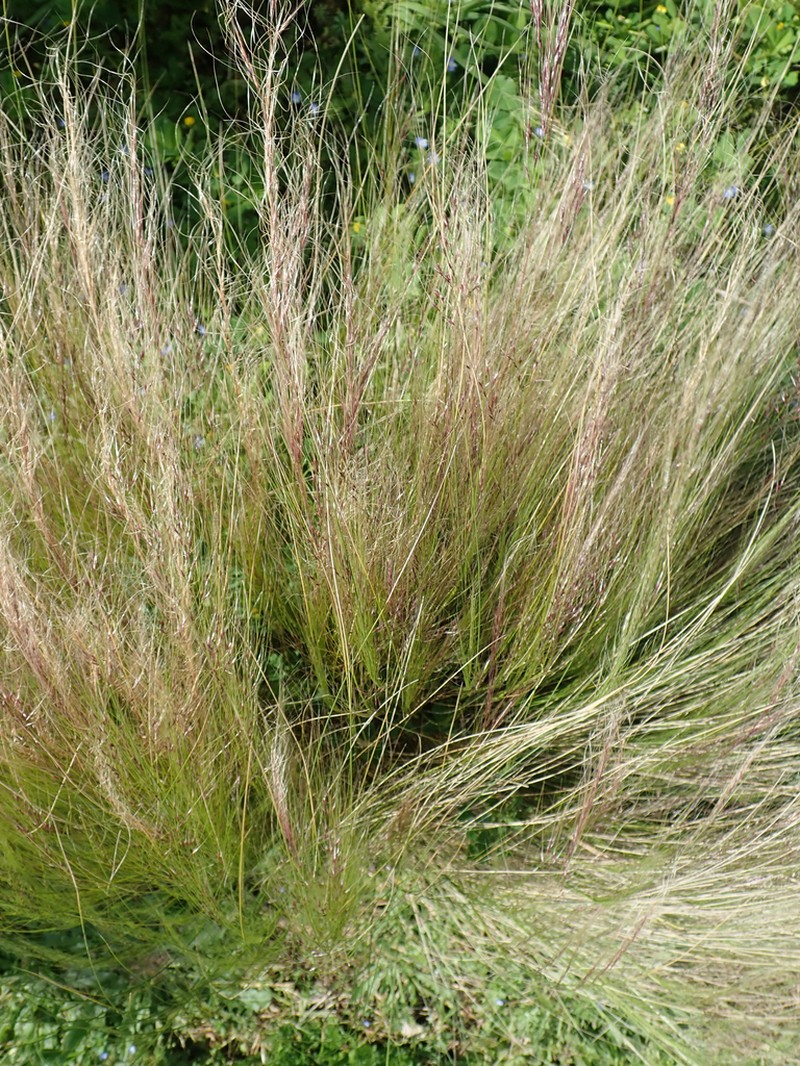 Finestem Needlegrass photo 2