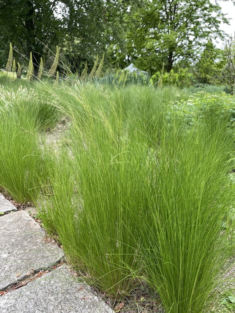 Finestem Needlegrass photo 3