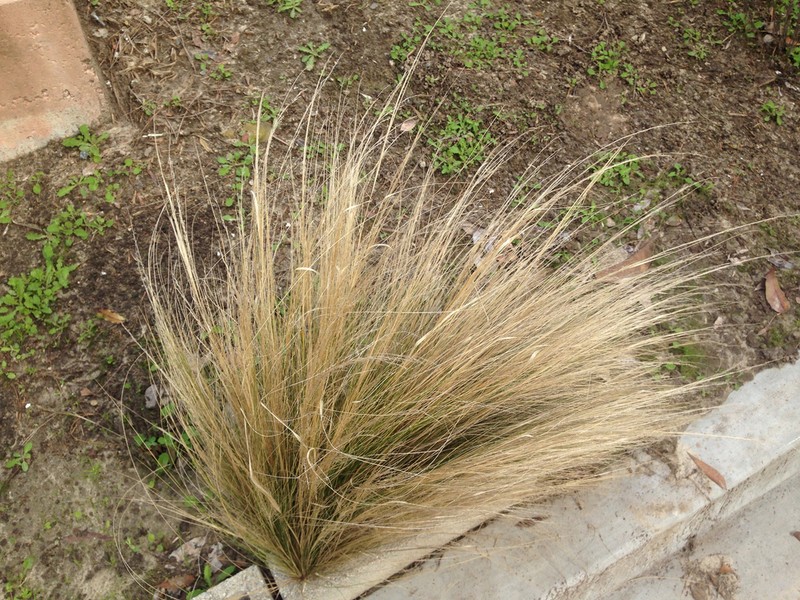 Finestem Needlegrass photo 4