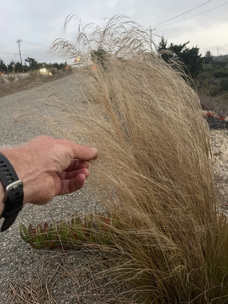 Finestem Needlegrass photo 5
