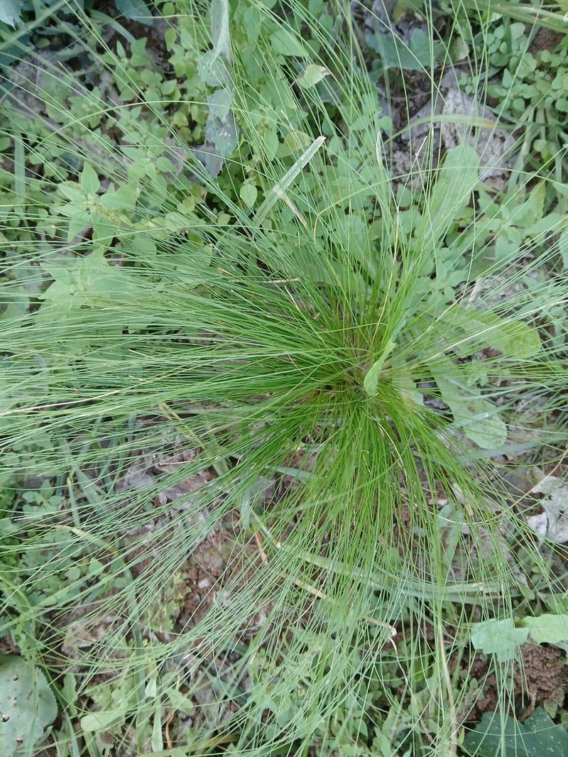 Finestem Needlegrass photo 6