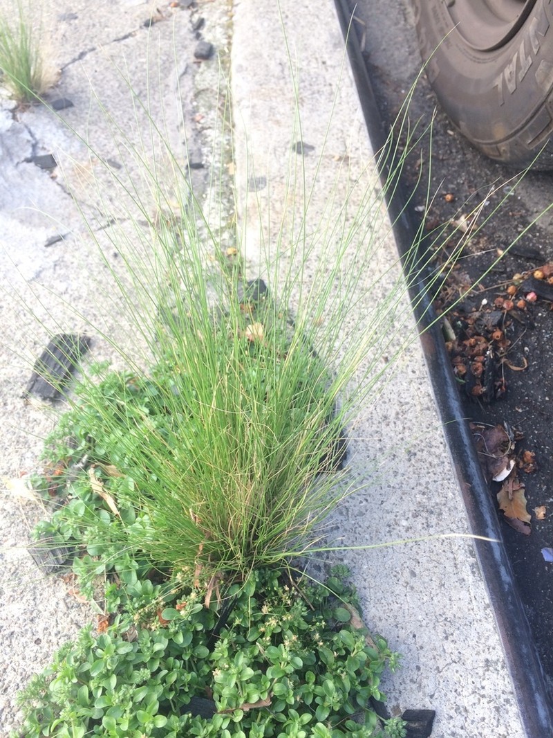 Finestem Needlegrass photo 7