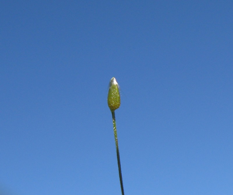 Serrated Tussock photo 2