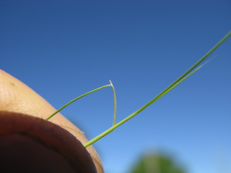 Serrated Tussock photo 3