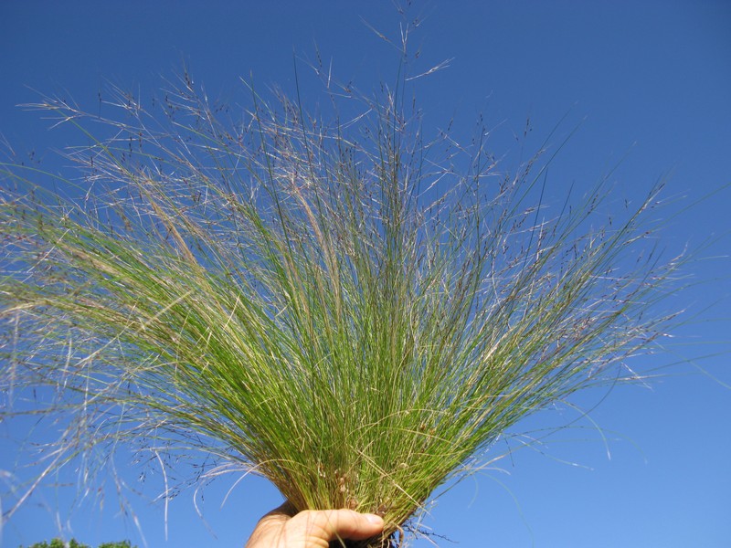 Serrated Tussock photo 5