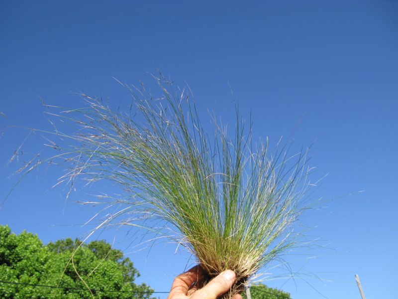 Serrated Tussock photo 6