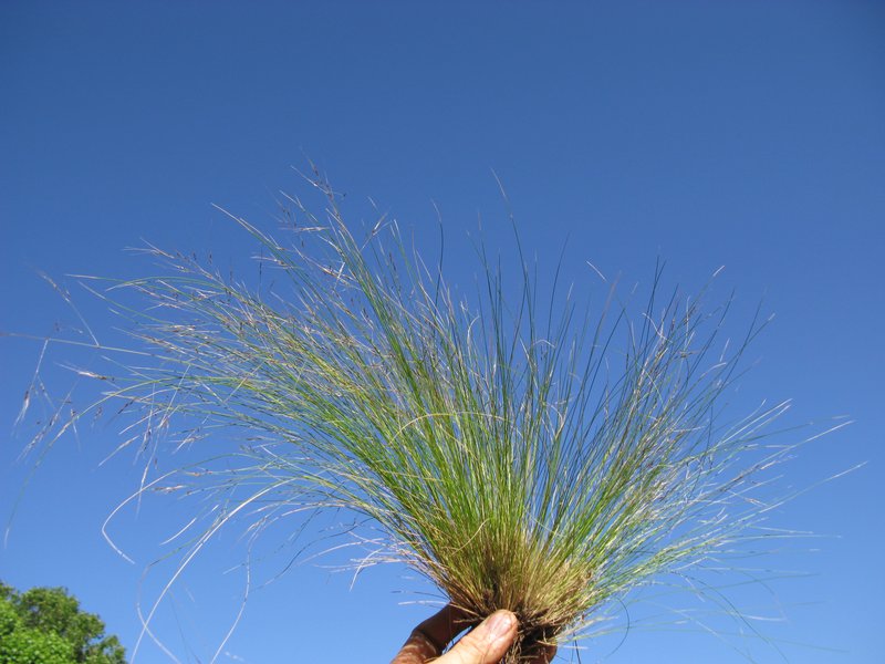 Serrated Tussock photo 7