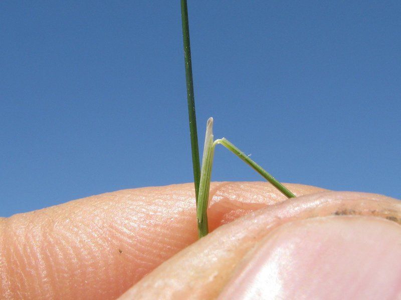 Serrated Tussock photo 8