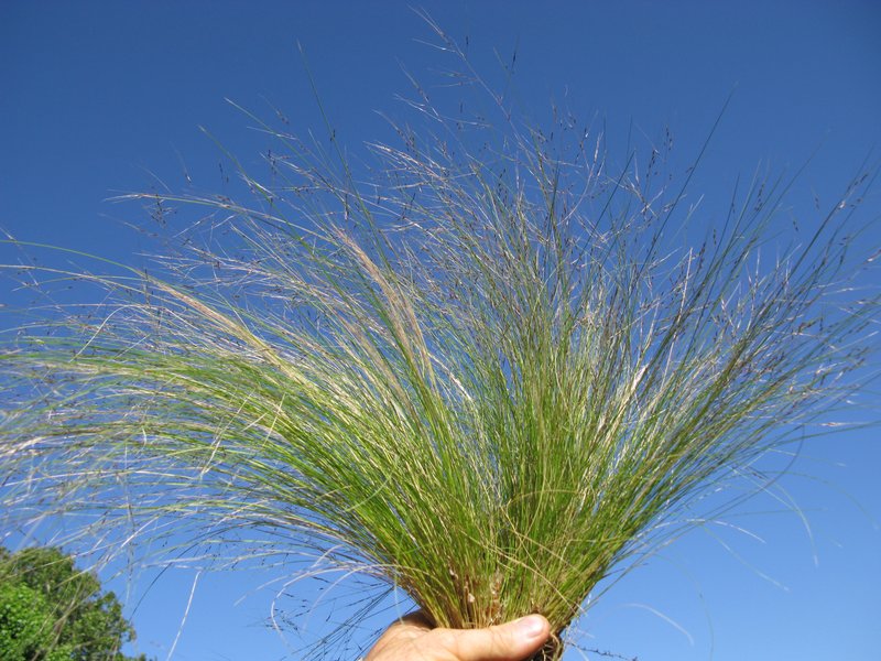 Serrated Tussock photo 9