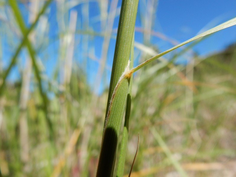 Green Needlegrass photo 3