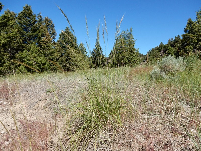 Green Needlegrass photo 4