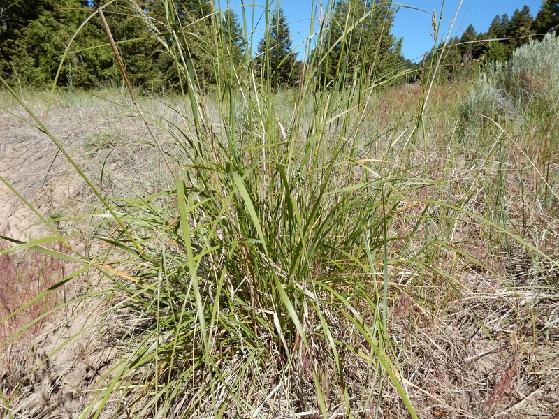 Green Needlegrass photo 5