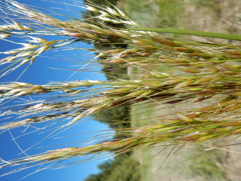 Green Needlegrass photo 6