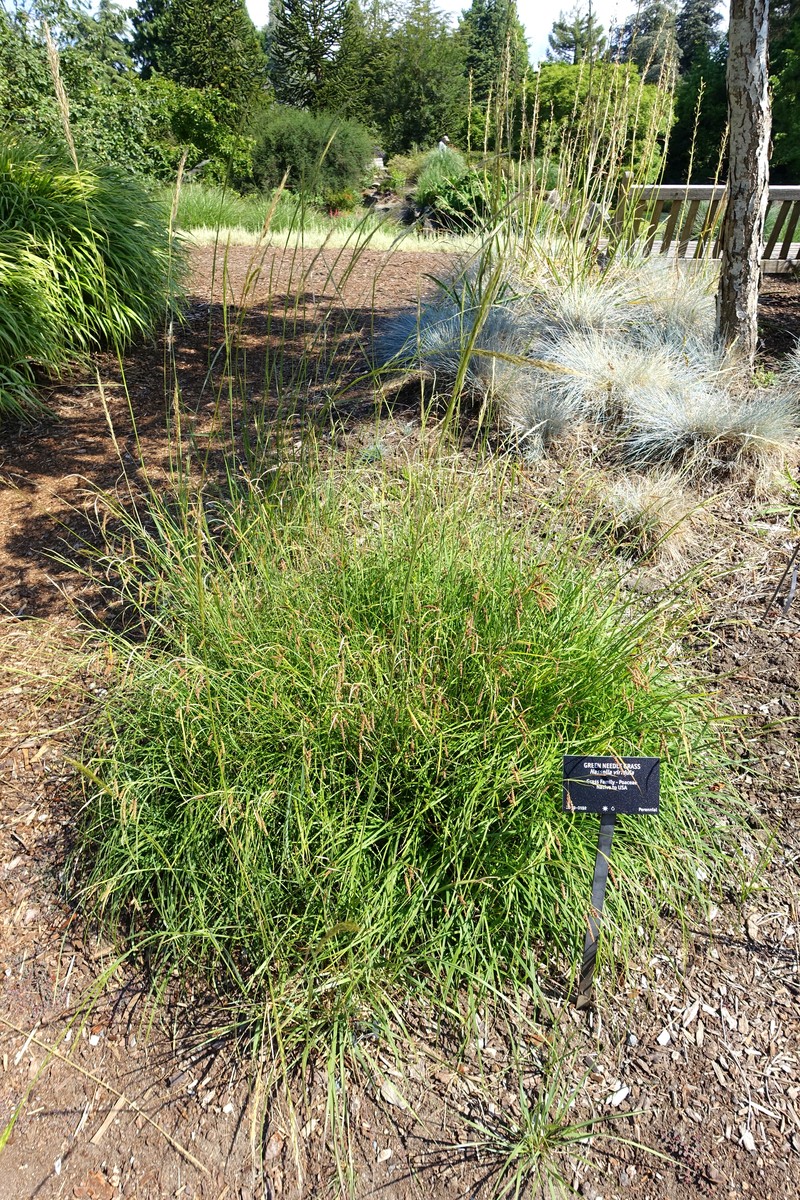 Green Needlegrass photo 2