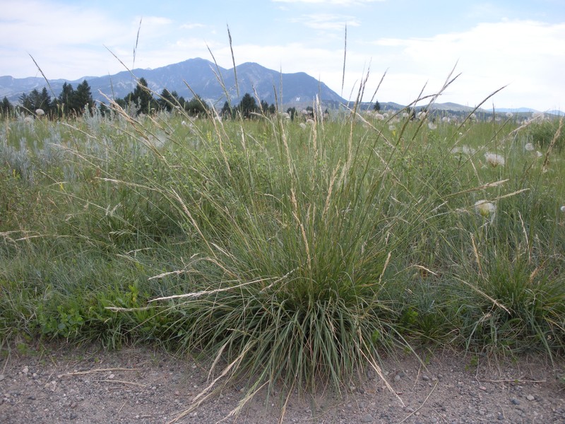 Green Needlegrass