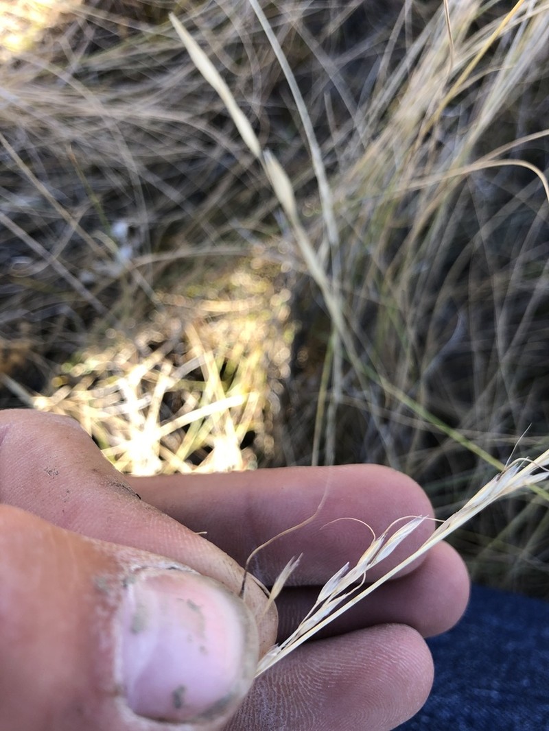 Green Needlegrass photo 3