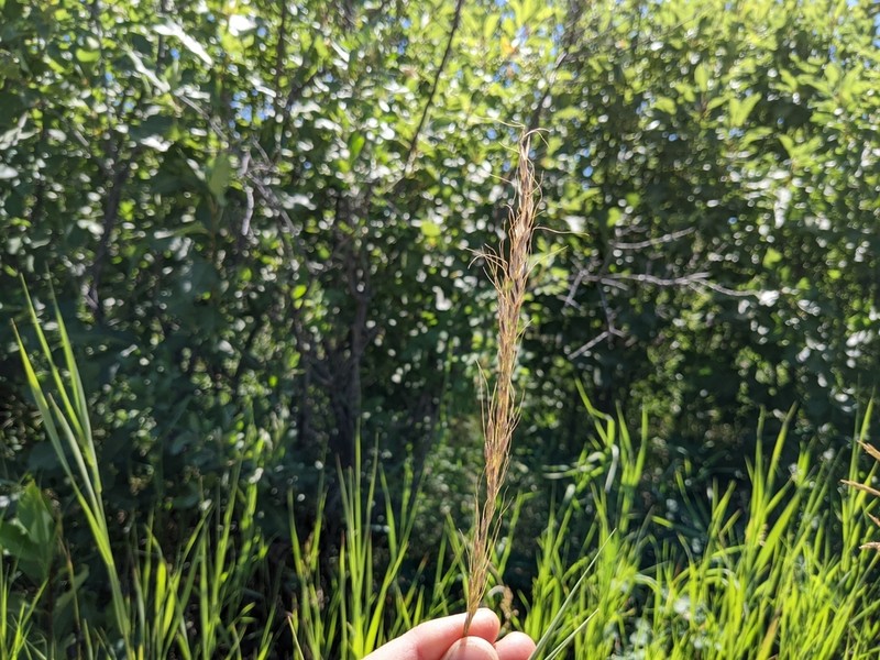Green Needlegrass photo 4
