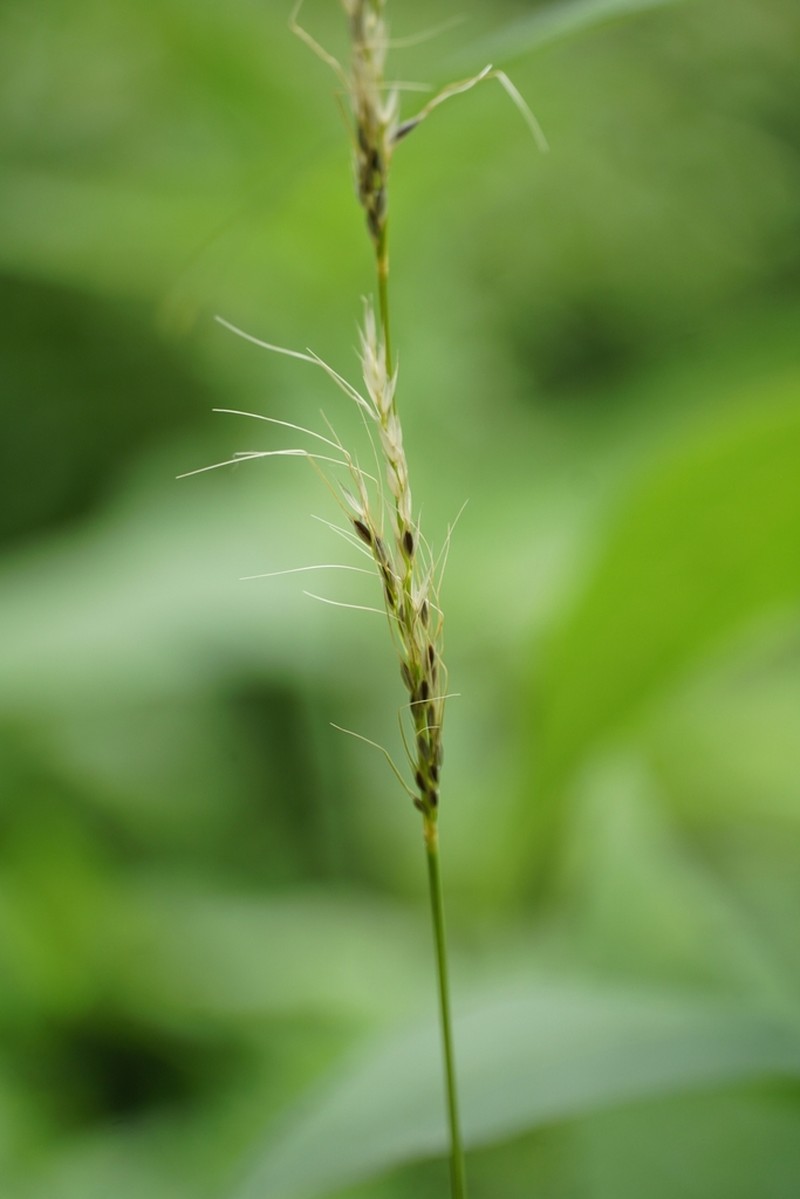 Green Needlegrass photo 5