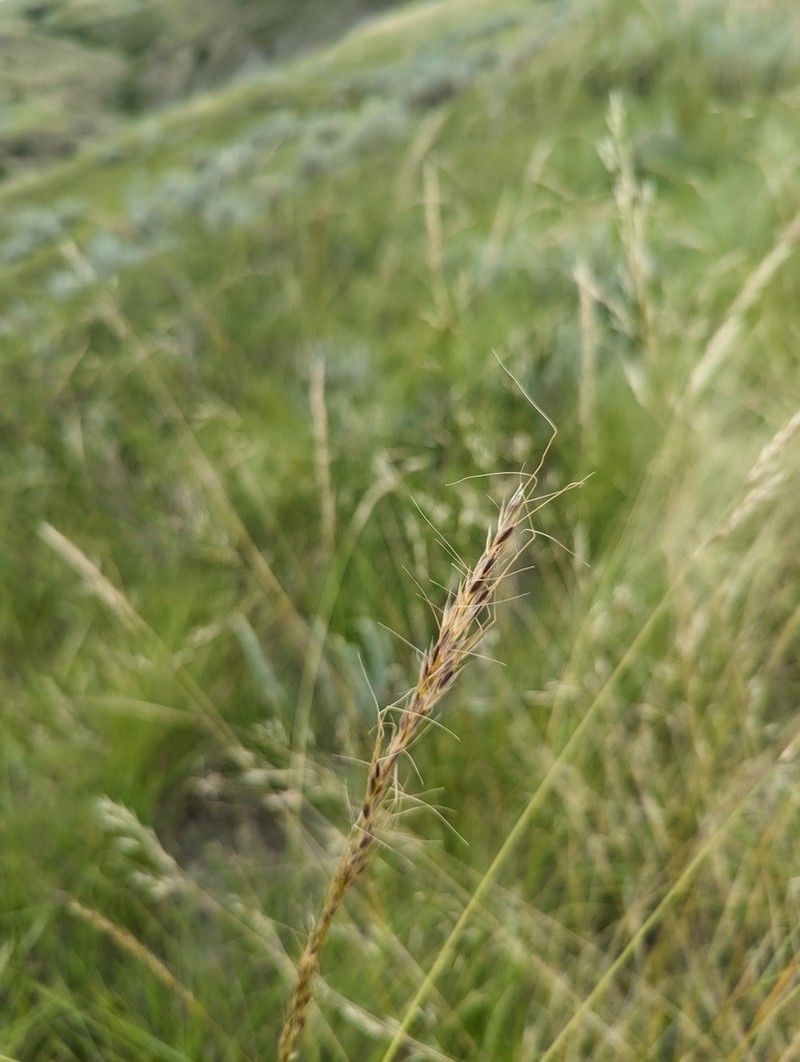 Green Needlegrass photo 6