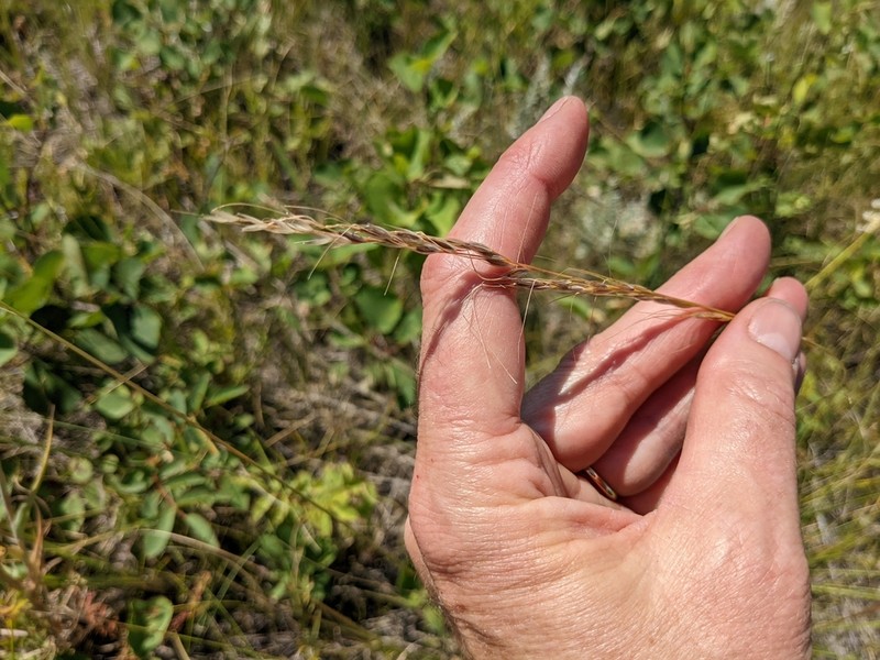 Green Needlegrass photo 7