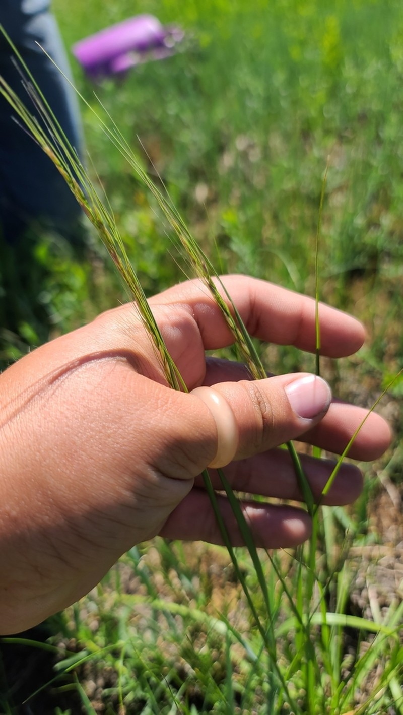Green Needlegrass photo 8