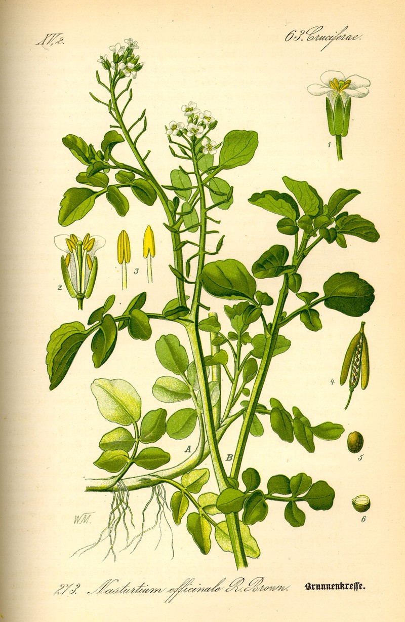Yellowcress