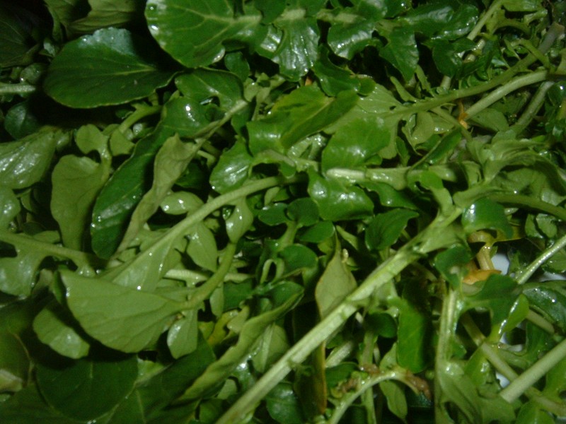 Yellowcress photo 4