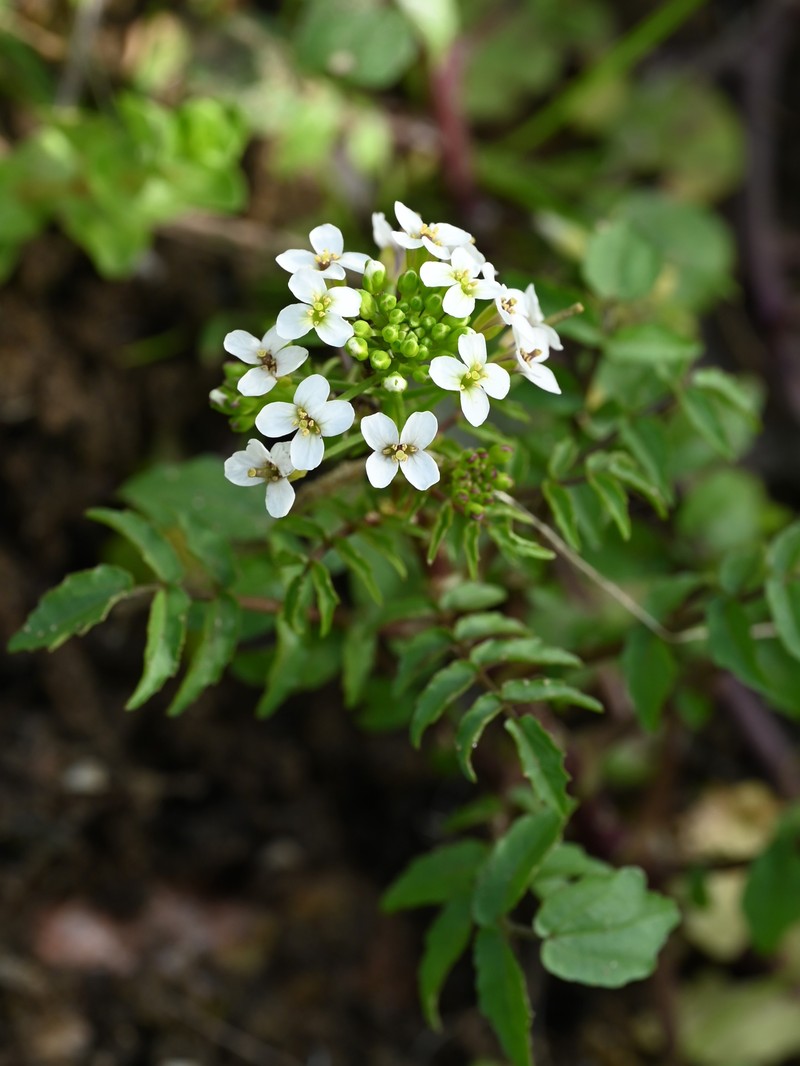 Yellowcress photo 6