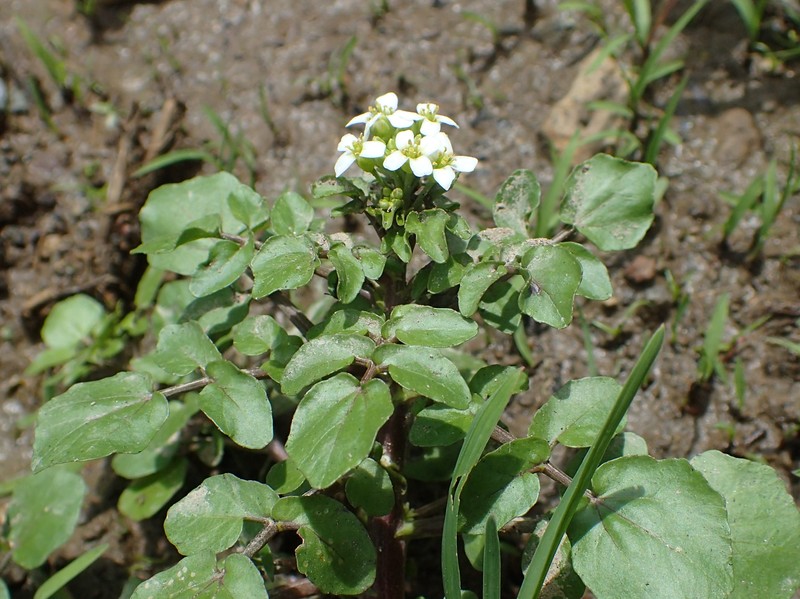 Yellowcress photo 8