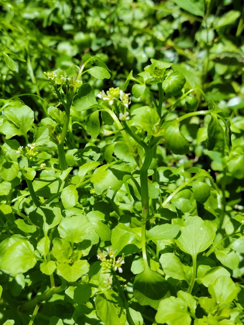 Florida Yellowcress